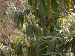 Colebrookea oppositifolia