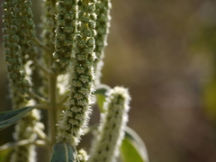 Colebrookea oppositifolia