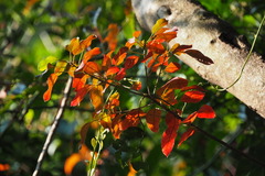 Triadica cochinchinensis