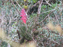 Portea petropolitana