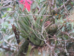 Portea petropolitana