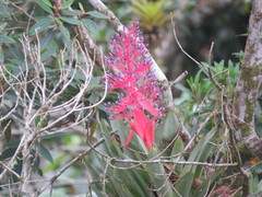 Portea petropolitana