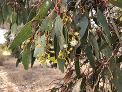 Eucalyptus behriana