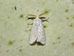Trosiinae