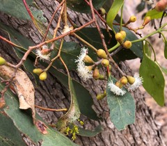 Eucalyptus behriana