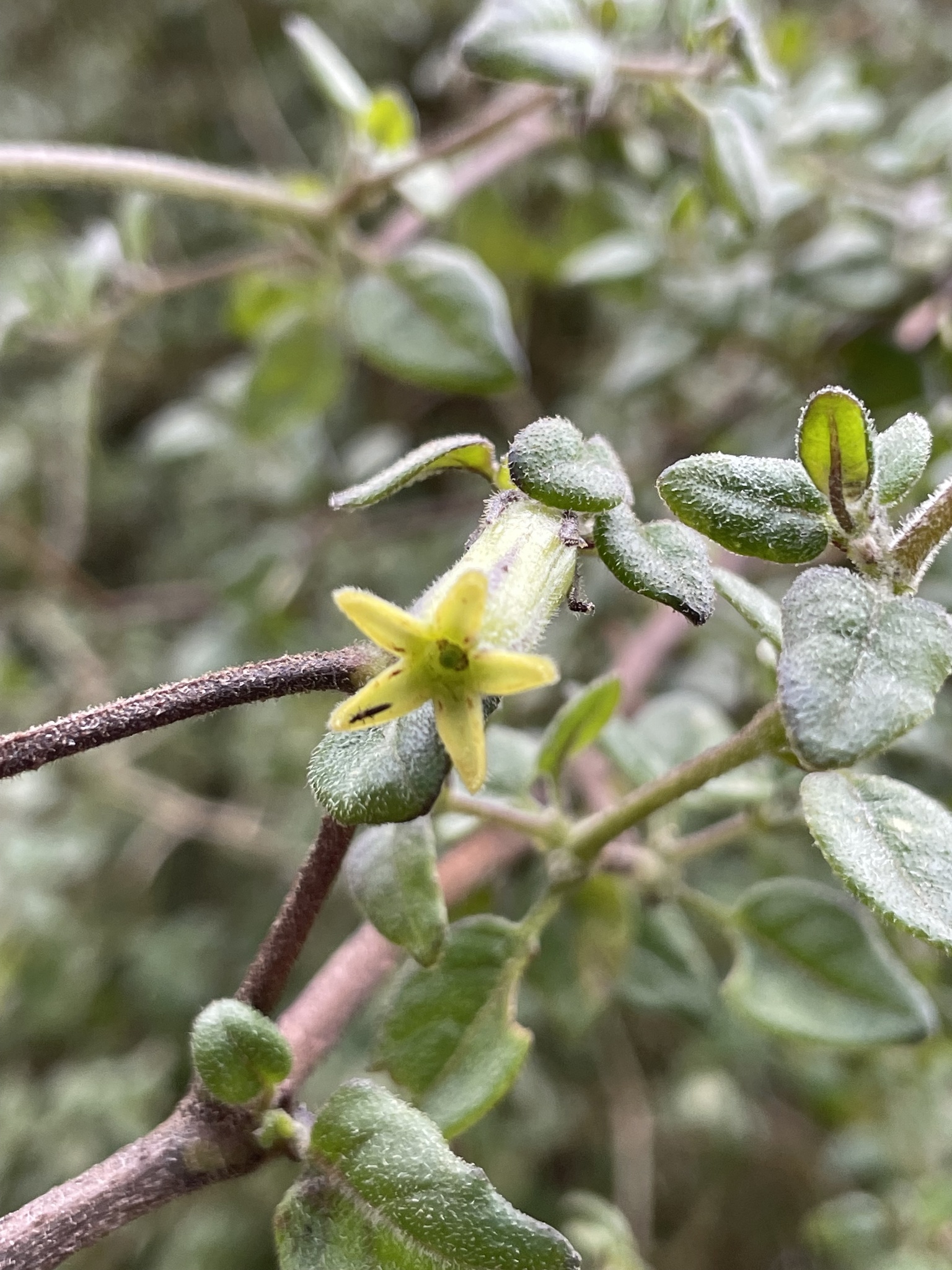 Salpichroa diffusa