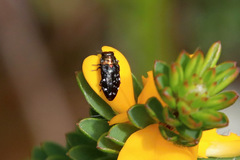 Diphucrania leucosticta
