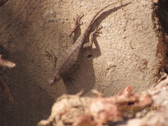 Sceloporus formosus