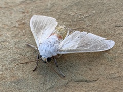 Pygarctia