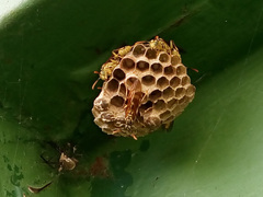Mischocyttarus basimacula