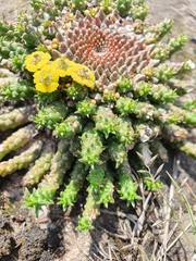 Euphorbia flanaganii