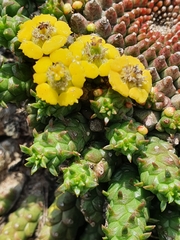 Euphorbia flanaganii