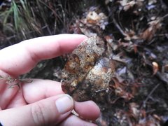 Coccomyces dentatus