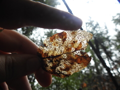 Coccomyces dentatus