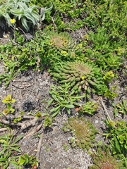 Euphorbia flanaganii