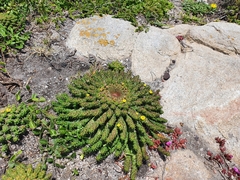 Euphorbia flanaganii
