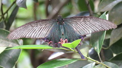 Papilio dialis