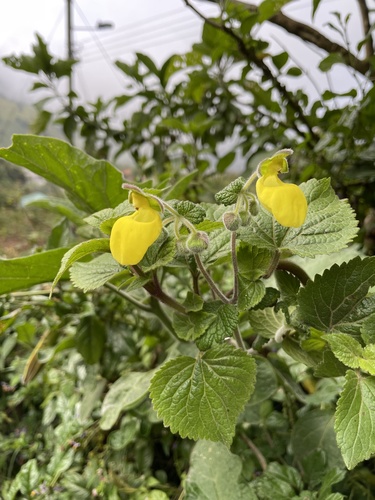 Calceolaria lamiifolia (Calceolaria lamiifolia)