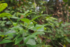 Wikstroemia