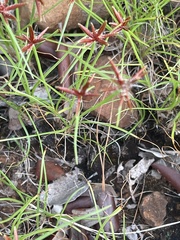 Cyperus rupestris