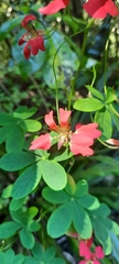 Tropaeolum speciosum