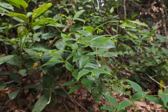 Wikstroemia