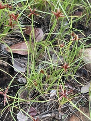 Cyperus rupestris