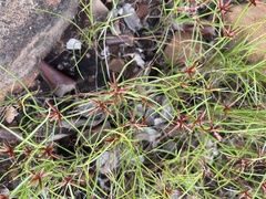 Cyperus rupestris