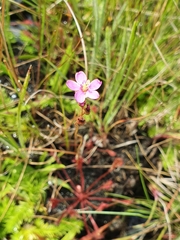 Drosera nidiformis