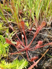 Drosera nidiformis