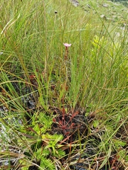 Drosera nidiformis