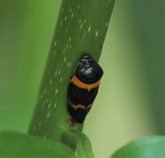 Cosmoscarta abdominalis