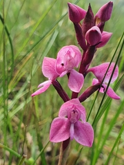 Disa caffra