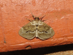 Megalopyge ovata