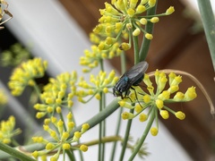 Sarconesiopsis magellanica