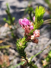 Erica cubica
