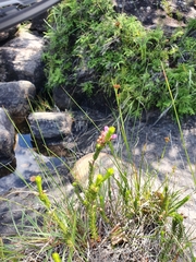 Erica cubica