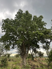 Entandrophragma caudatum