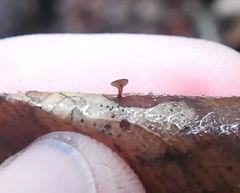 Coccomyces dentatus