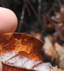 Coccomyces dentatus