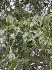 Entandrophragma caudatum