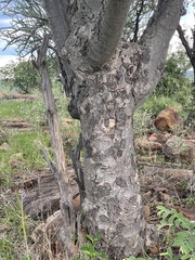 Entandrophragma caudatum