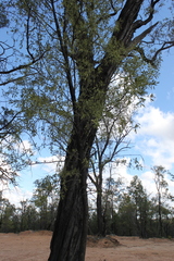 Psydrax oleifolia