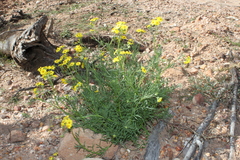 Senecio brigalowensis