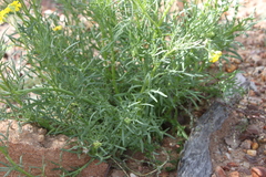Senecio brigalowensis