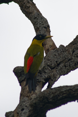 Picus erythropygius