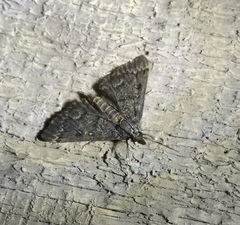 Proternia philocapna