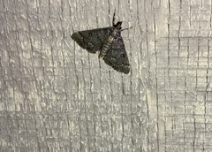 Proternia philocapna