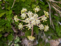 Anisotome procumbens