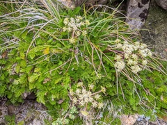 Anisotome procumbens